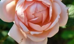 Featured image of post Pin